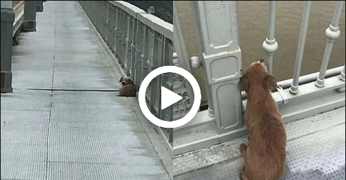Chứng Kiến Chủ Nhảy Sông Tự Vẫn, Chú Chó Trung Thành Tuyệt Thực Ngồi Trên Cầu Ngóng Trông Mãi Không Chịu Đi