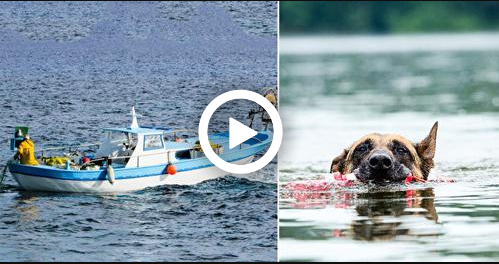 Chú Chó Bơi Lênh Đênh Trên Biển Trong Suốt 11 Giờ Để Tìm Người Cứu Giúp Chủ Nhân Sắp Bị Đuối Nước