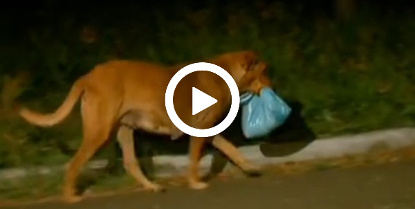Cảm Động Chú Chó Đi 6km Mỗi Đêm Suốt 3 Năm Xin Thức Ăn Cho Gia Đình