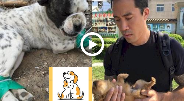 Chàng Trai 3 Lần Không Ngại Hy Sinh Tính Mạng Mình Để Giải Cứu Những Chú Chó Từ Lò Mổ