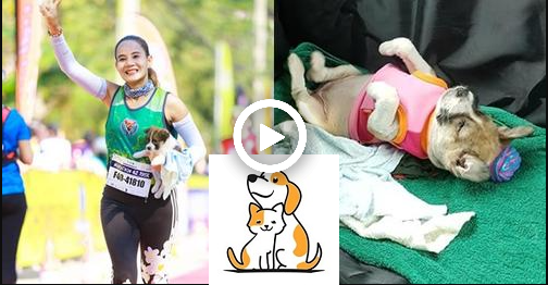 Nữ Vđv Marathon Chạy Hàng Chục Km Vác 1 Chú Chó Nhỏ Trên Tay: Chạy Đến Cánh Đồng, Nhặt Được Em Mang Về