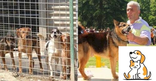 Câu Chuyện Cảm Động Về Chú Chó Trung Thành Vượt 600km Trong Suốt 3 Năm Để Trở Về Với Chủ