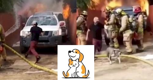 Con Sen’ Dũng Cảm Bất Chấp Lửa Lớn, Lao Vào Giải Cứu ‘Boss Chó’ Mắc Kẹt Trong Đám Cháy