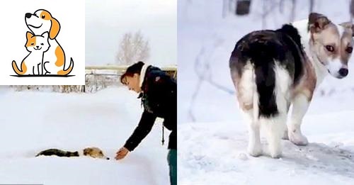 Bị Bỏ Rơi, Chú Chó Vẫn Kiên Nhẫn Đợi Chủ Quay Lại Đón Suốt 6 Tháng Trong Thời Tiết Lạnh Giá