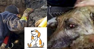 Chú Chó Sống Sót Thần Kỳ Sau 72 Giờ Bị Chôn Sống Dưới Hố Sâu: Cuộc Giải Cứu Vô Cùng Khó Khăn