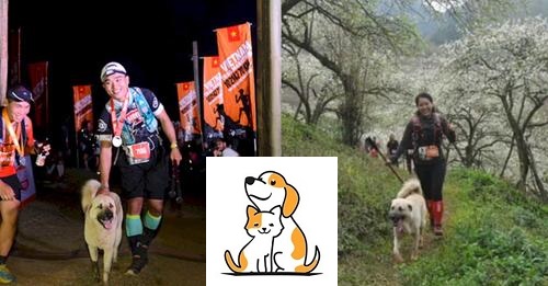 Chú Chó Ham Vui Chạy Theo Đoàn Marathon Suốt 42Km, Làm Chủ Tá Hoả Phải Bắt Taxi Đón Về