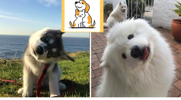 10 Bức Ảnh Đáng Yêu Về Những Chú Chó Thể Hiện Kỹ Năng ‘Nghiêng Đầu’ Và Lý Do Vì Sao Loài Chó Thường Làm Vậy
