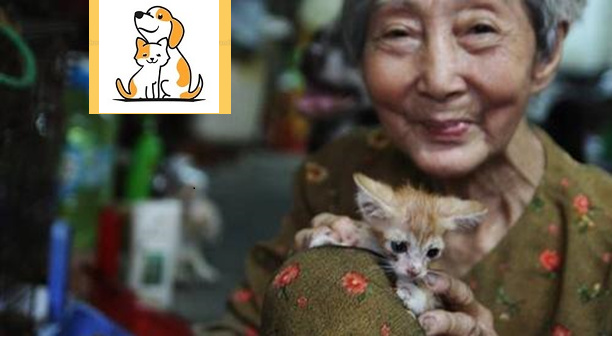 Bà Lão Nuôi Hơn 50 Con Chó Mèo Hoang Ở Sài Gòn