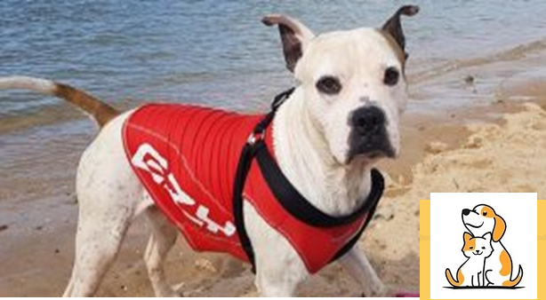Chú Chó Mặc Áo Phao Lao Tới Cứu Cậu Bé Bị Đuối Nước Trên Sông Ở Úc, Đưa Cậu Về Bờ An Toàn