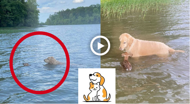 Cảm Động Chú Chó Liều Mình Nhảy Xuống Sông Để Cứu Nai Con Đang Bị Đuối Nước: Đúng Là Siêu Anh Hùng !
