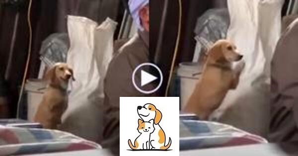 Video: Chú chó ‘vái lạy’ người chủ đã mất, khiến nhiều người xem rưng rưng nước mắt
