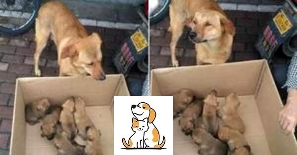 Bất ngờ gặp con tại một điểm bán chó, chó mẹ mang “đôi mắt buồn” cầu xin chủ mang con của nó về