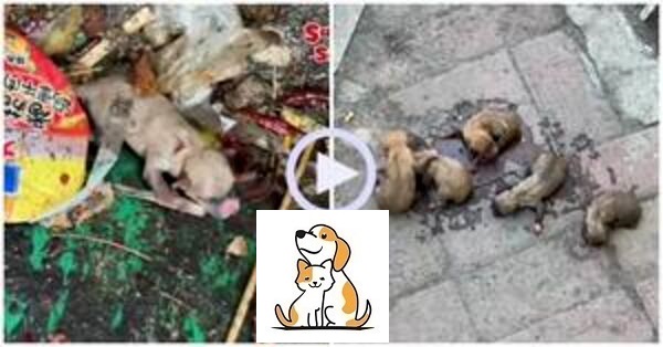 Đàn cún 6 con mới sinh bị vứt trong túi rác được chàng trai phát hiện nhặt từng con ra ngoài và mang về nuôi