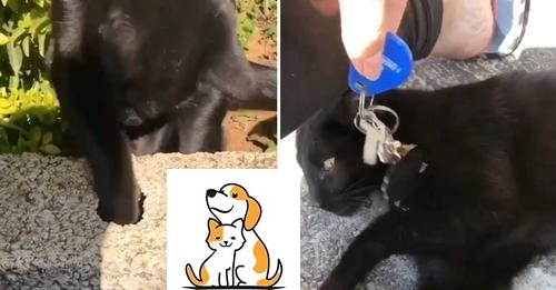 Neighbor Cat Retrieves Woman’s Lost Keys From Hole In Sidewalk