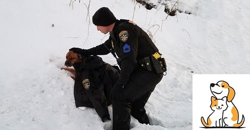Police Officer Gives Injured Dog The Jacket Off His Own Back To Help Comfort And Keep Her Warm!
