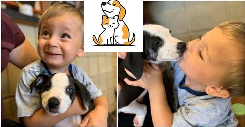 Boy With Cleft Lip Adopts A Rescue Puppy With The Same Condition
