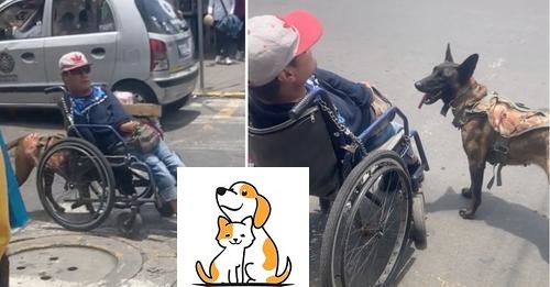 Viral Video Shows A Loyal Dog Pushing His Owner In A Wheelchair