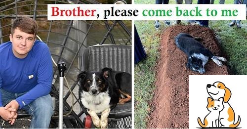 Touching Photo Shows A Dog Lying On His Human’s Grave