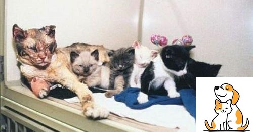Cat Mom Who Runs Into Burning House 5 Times To Save Her Kittens Wins Award For Courage