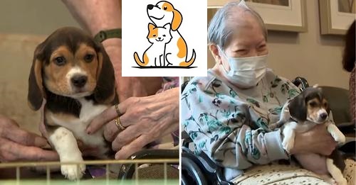 Beagles Rescued From Breeding Facility Delight Seniors During Nursing Home Visit
