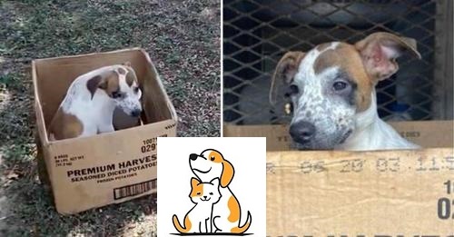 Abandoned Dog Refuses To Leave Cardboard Box, Waiting For Owner To Return