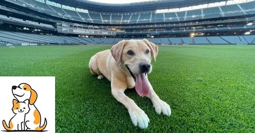 Dog Who Was Almost Euthanized Gets Adopted By Seattle Mariners Baseball Team
