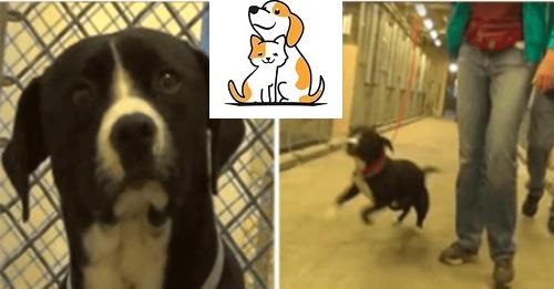 Scared Shelter Dog Jumps For Joy When He Realizes He’s Being Adopted
