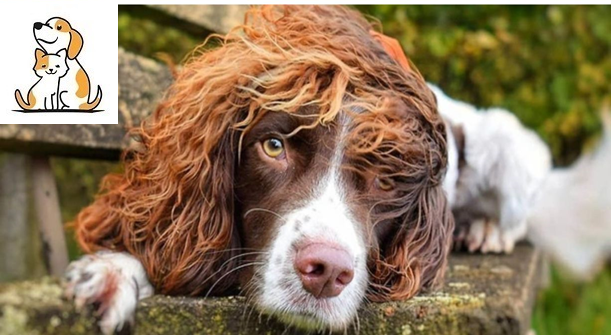 Chú chó thu nhập khủng khi sở hữu mái tóc xoăn dài như siêu sao nhạc rock, nhưng đôi mắt lại mơ màng như tài tử điện ảnh