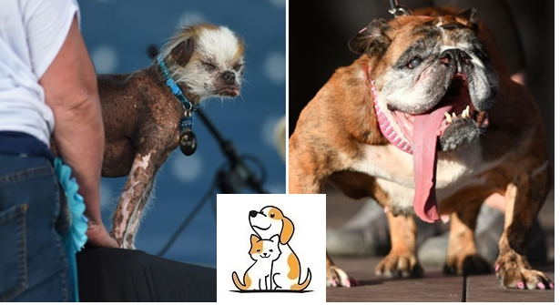 Những chú chó đạt giải trong cuộc thi “Dog xấu nhất thế giới”.TOP 1 vô đối về “mặt tiền”
