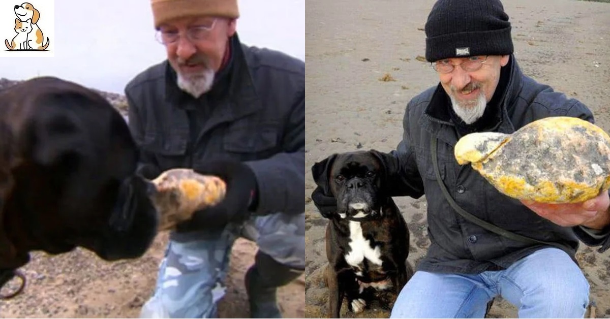 Chó cưng tìm thấy vật thể bốc mùi trên bãi biển, bất ngờ giúp chủ nhân làm giàu cực nhanh