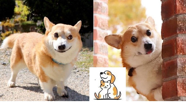 Đằng sau vẻ đáng yêu đó là 1 chú Corgi đầy bệnh tật: Tuần chạy thận 3 lần, tiêm đủ thứ thuốc