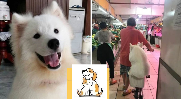 Ông lão đam mê Samoyed, đi đâu cũng mang theo khiến ai cũng phì cười.