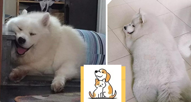 Chú chó Samoyed vừa mập vừa nhây khiến ai nhìn cũng Phì Cười,nguyên nhân tất cả là tại con Sen.