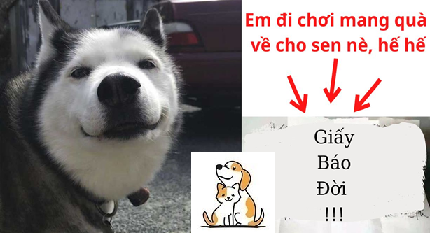 Chó Husky trốn đi chơi cả đêm, sáng mang về 1 tờ Giấy khiến sen vừa đọc vừa tăng xông, dân mạng cười nghiêng ngả