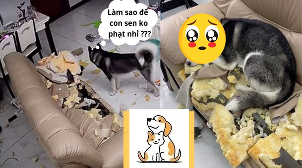 Bật cười chú chó “cao tay” bày vẻ mặt vô tội như bị “ép buộc” sau khi phát tan bành nhà cửa để thoát tội