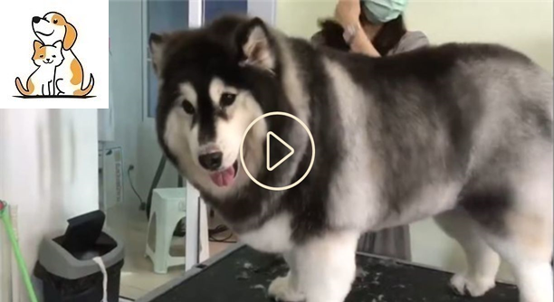 Chủ tiệm Salon phải thốt lên: Đây phải chăng là “đứa con lai thần thánh” giữa Alaska và Corgi?