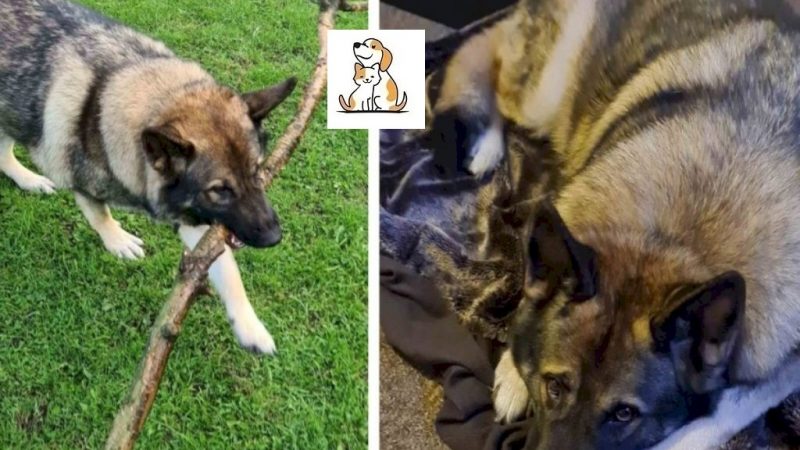 Kỳ lạ, chú chó tự ‘tẩu thoát’ và tìm được đường trở về nhà sau 14 tháng bị bắt trộm