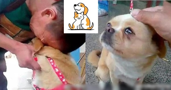 Anh công nhân ôm chầm chú chó cưng, cả 2 khóc nức nở: Vì chuyển dự án, anh không thể mang đi