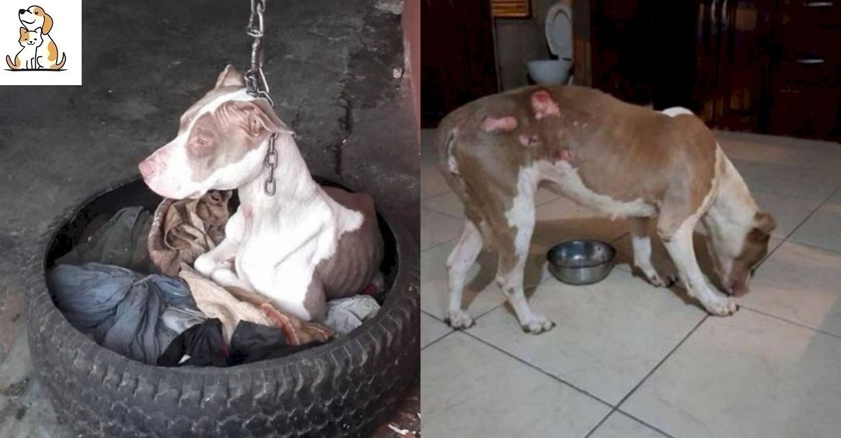 Được giải cứu sau nhiều năm bị ᴄһủ treo ᴄổ, cô chó đáng thương hồi phục một cách diệu kì