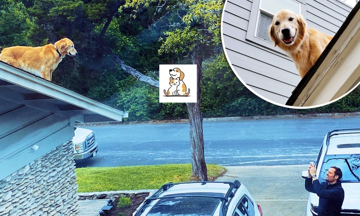 Chú chó săn lông vàng thích trèo lên mái nhà và ‘chào hỏi’ người qua đường