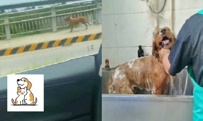 Chú chó chạy 10km đuổi theo ân nhân sau khi được cho một bữa ăn, cô gái thương tình nhận nuôi