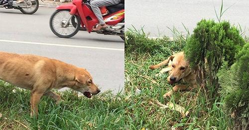 Chú chó tội nghiệp bị bắt đi đúng thời điểm chuẩn bị được giải cứu: Thương em, không thoát khỏi lòng tham con người