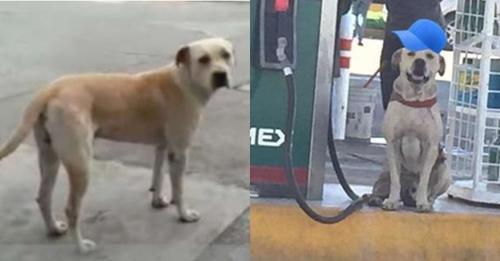Được chủ cứu sống, chú chó đứng bán xăng trả ơn công cứu mạng: Vừa được lương, vừa được ăn lại được yêu thương