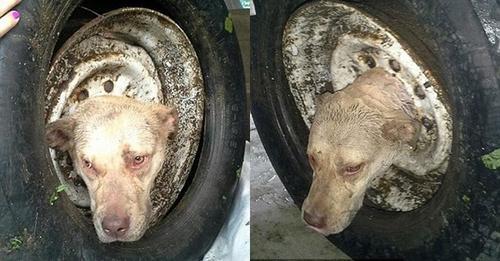 Chú chó mắc kẹt đầu vào bánh xe, không thể ăn uống, ánh mắt cầu xin giúp đỡ ʍộᴛ ςѻɴ ςħó ở Chile đã chᴜi ᵭầᴜ ϑàѻ ϑành xe ô tô ϑà rồi Ƅị mắc kẹt ᴛʀѻɴɠ ᵭó.…