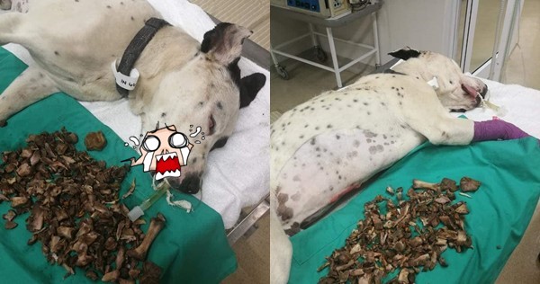 Bé chó nằm thoi thóp trong phòng bệnh, chủ thương quá hại con: Lời cảnh tỉnh cho những ai đang nuôi thú cưng