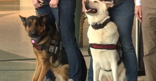 Non-Profit Connecting Service Dogs To Disabled Veterans For Free