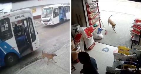 Clever Dog Rides Bus Alone To Surprise His Mom At Work