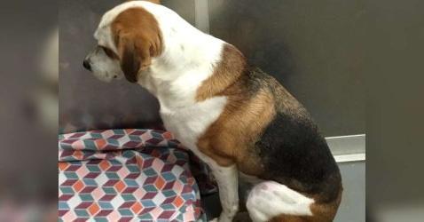 Shelter Dog Who’d Given Up All Hope Finds Forever Family Thanks To Viral Moment