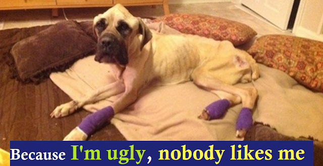 English Mastiff Starved And Thrown From Car Wags Her Tail Every Time She Sees Her Rescuer