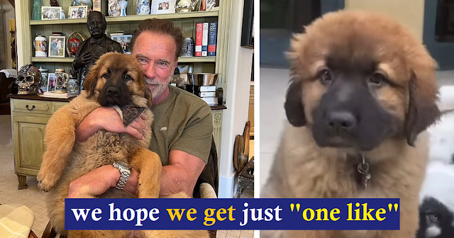 Arnold Schwarzenegger Proudly Introduces His New Dog Named “Schnitzel”